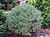 Picea abies 'A.A.V.A' 